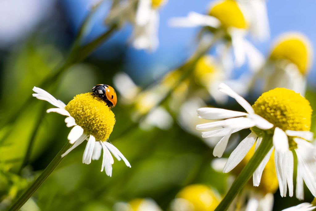 Una mariquita sobre flores de manzanilla