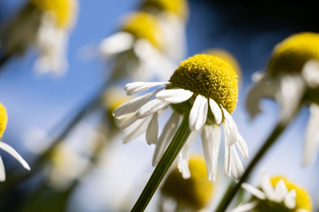 Flores de manzanilla