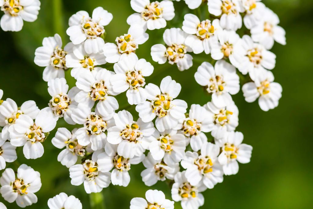 Florecillas blancas