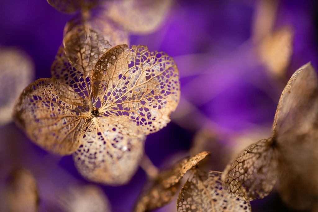 Morado y dorado