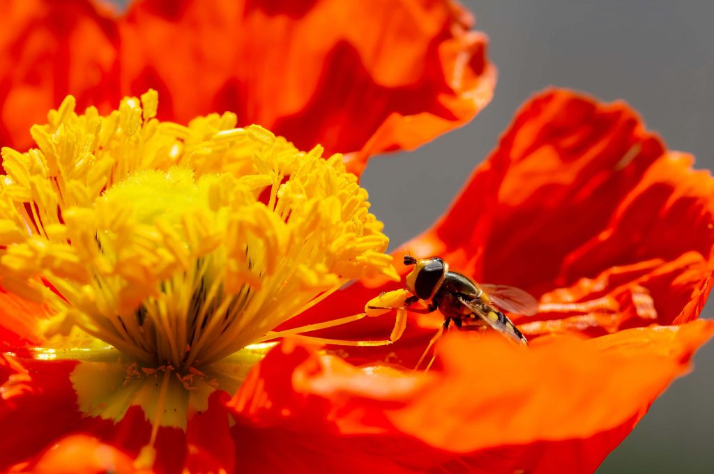 Amapola roja con una mosca voladora