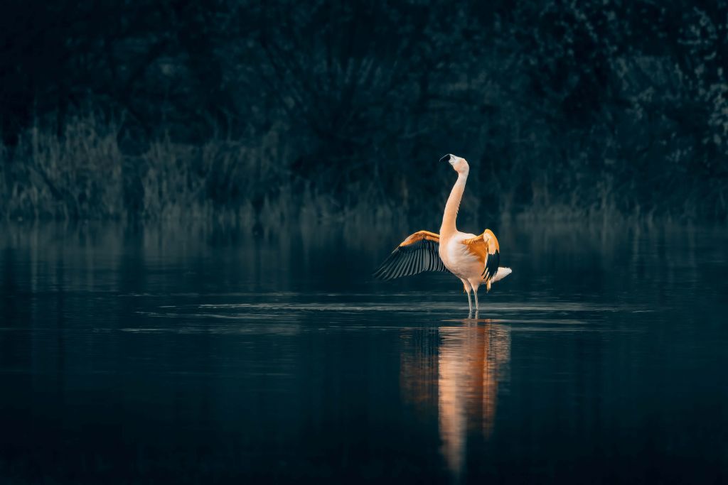 Flamenco en lago desierto