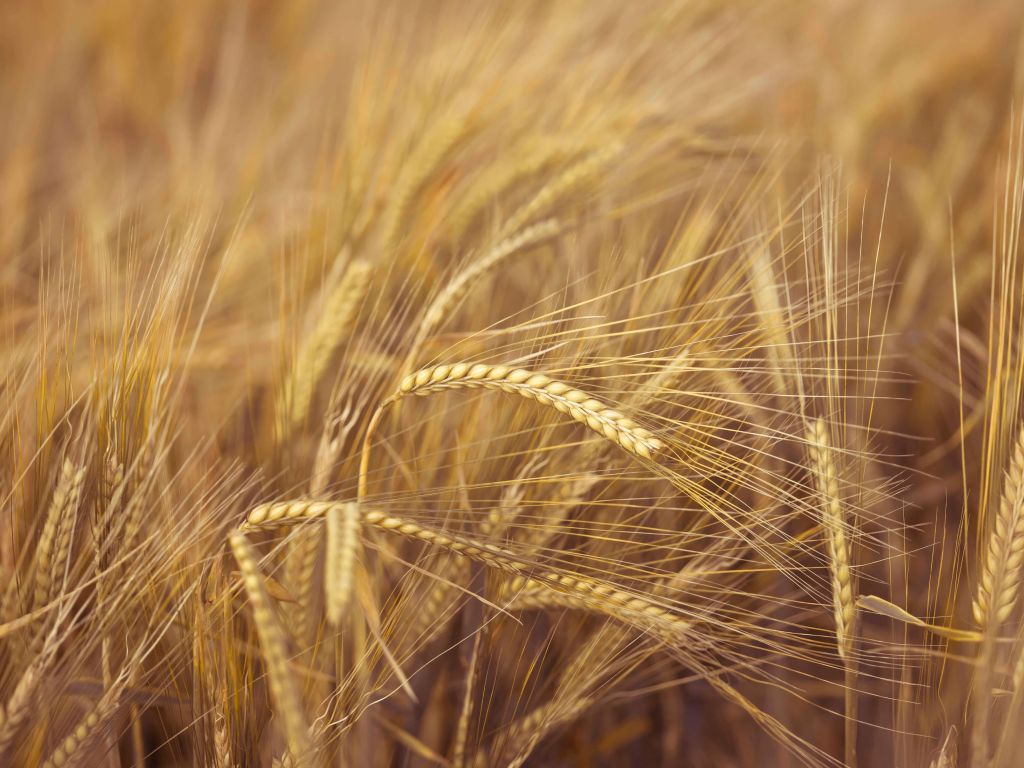 Wheat Field