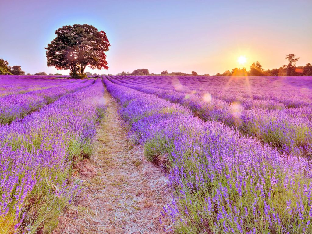 Lavender field at sunset