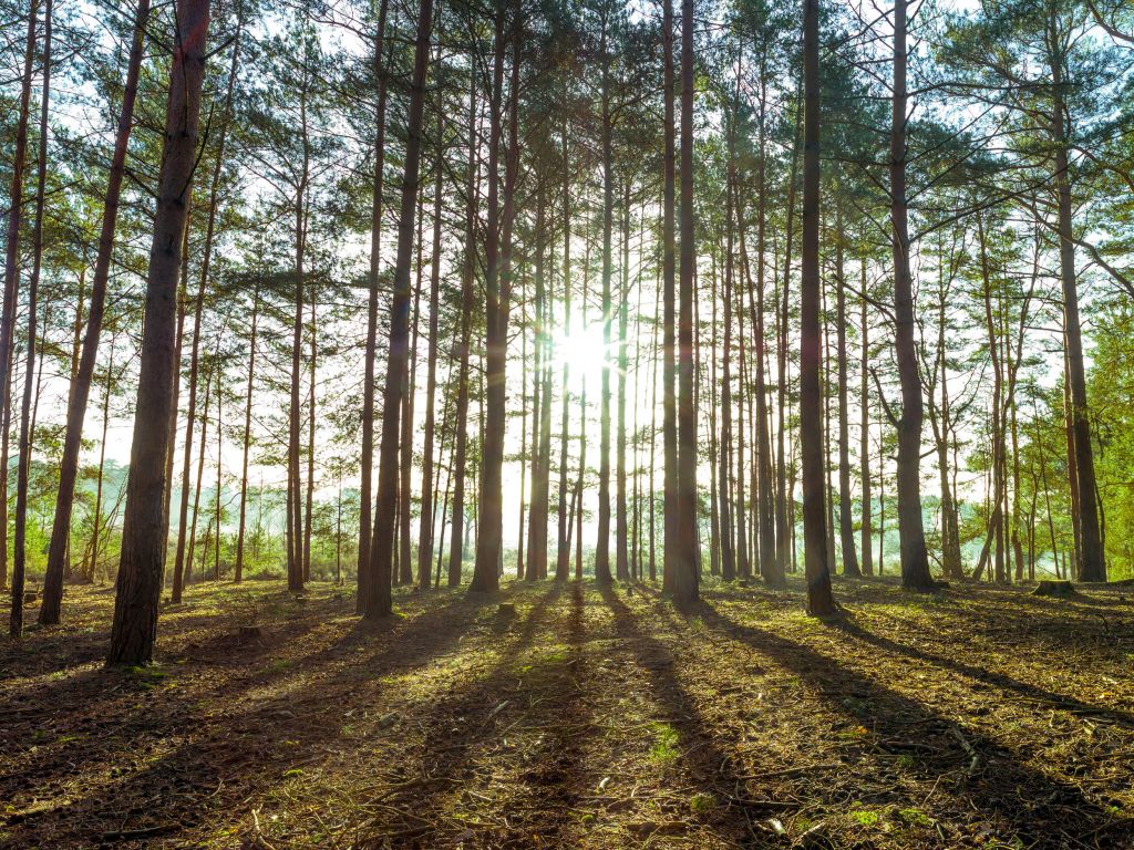 Sun rays through trees