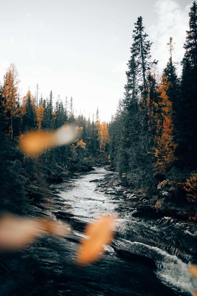 Bosque encantado de otoño