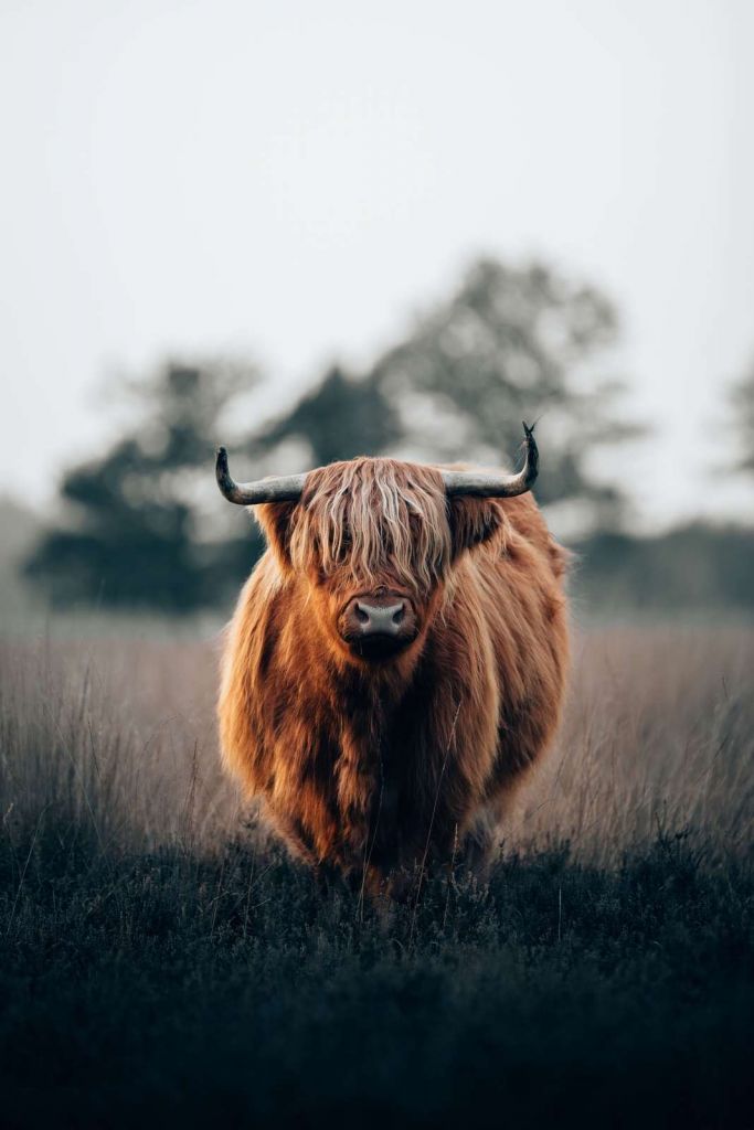 Retrato de ganado de las Highland