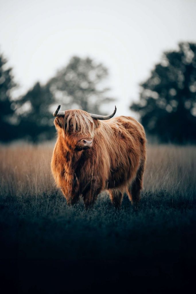 Retrato de ganado de las Highlands