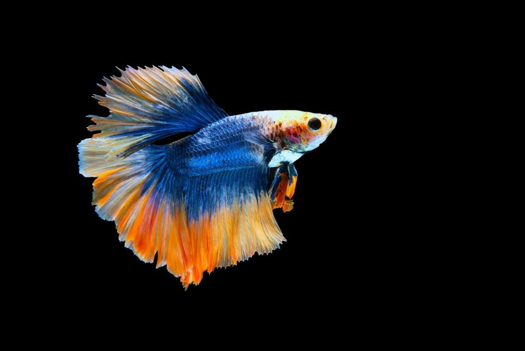 Esplendor Betta de Fuego