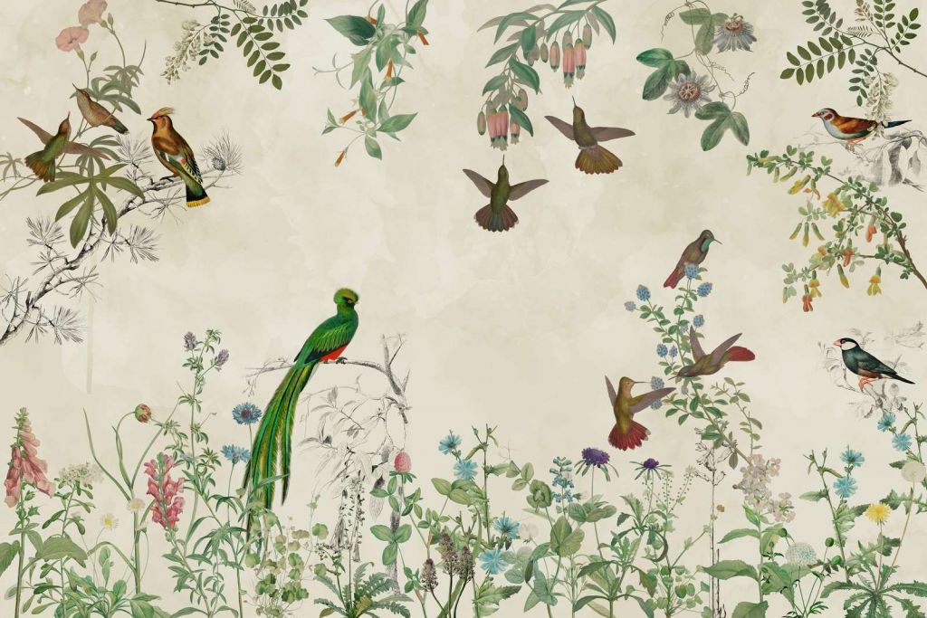 Campos de Aves Coloridas