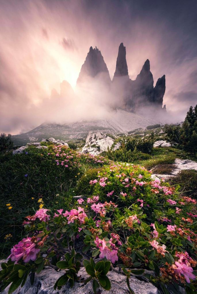 Esplendor floral en los Dolomitas