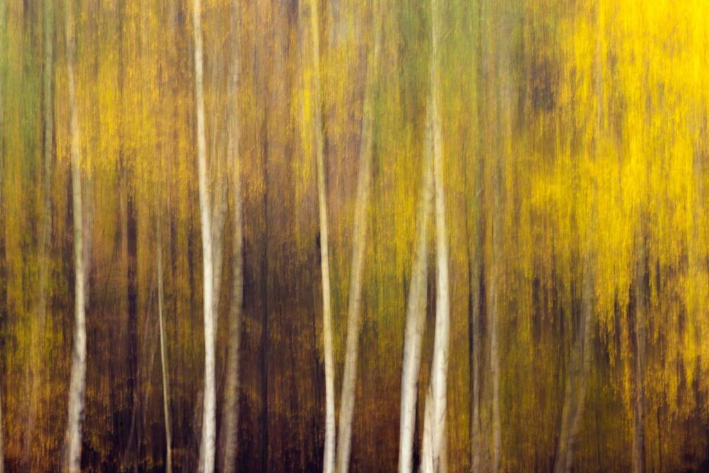 Bosque de otoño en movimiento