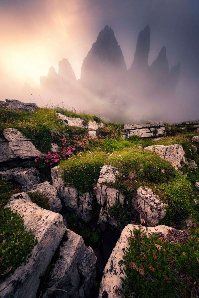 Nevelige Bergtoppen y flores de los Alpes