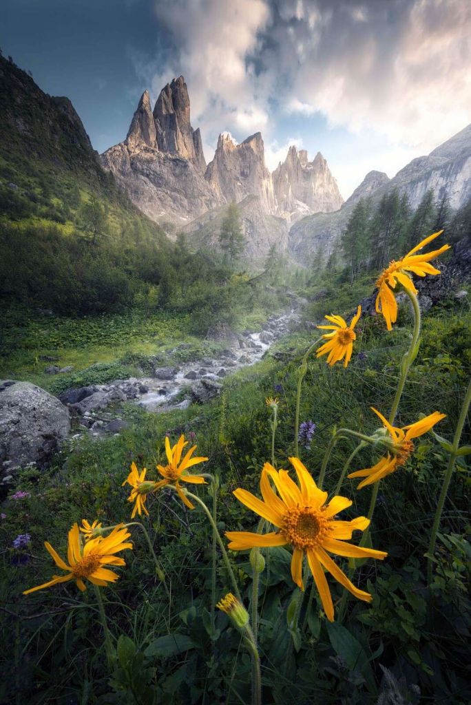Flores de los Alpes en el valle de montaña