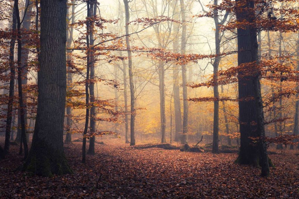 Bosque de otoño en niebla dorada