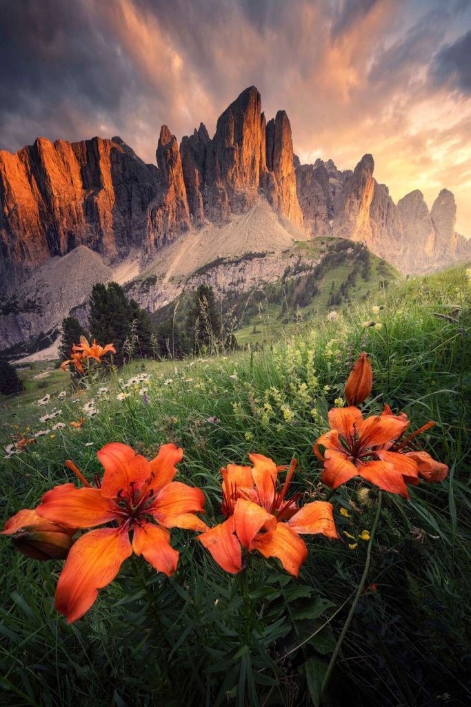 Brillo de verano en los Alpes
