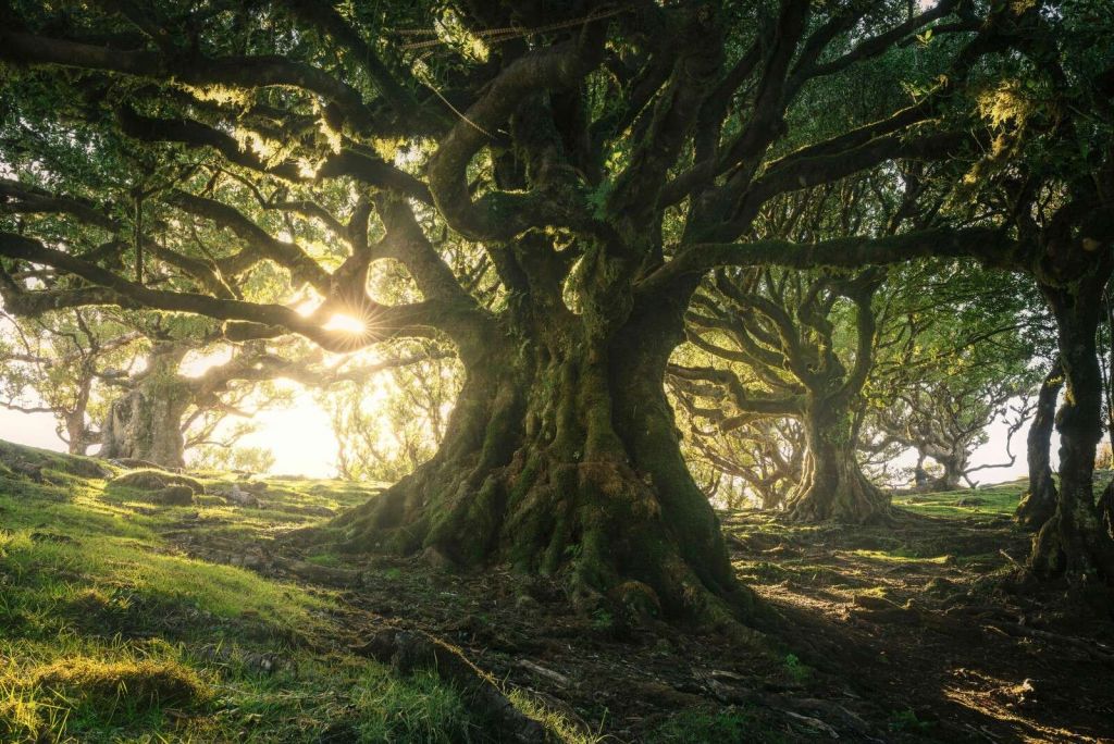 Bosque Encantado a la Luz del Sol