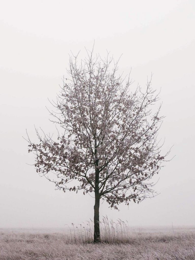 Paisaje invernal minimalista