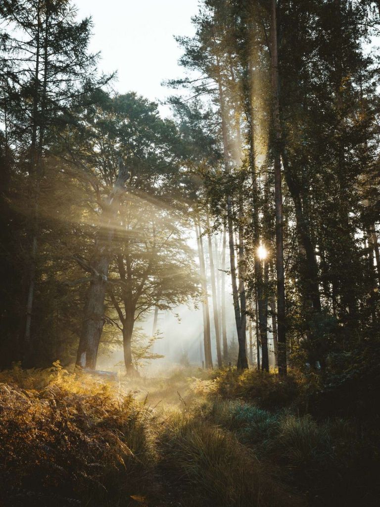 Luz de mañana radiante a través del bosque