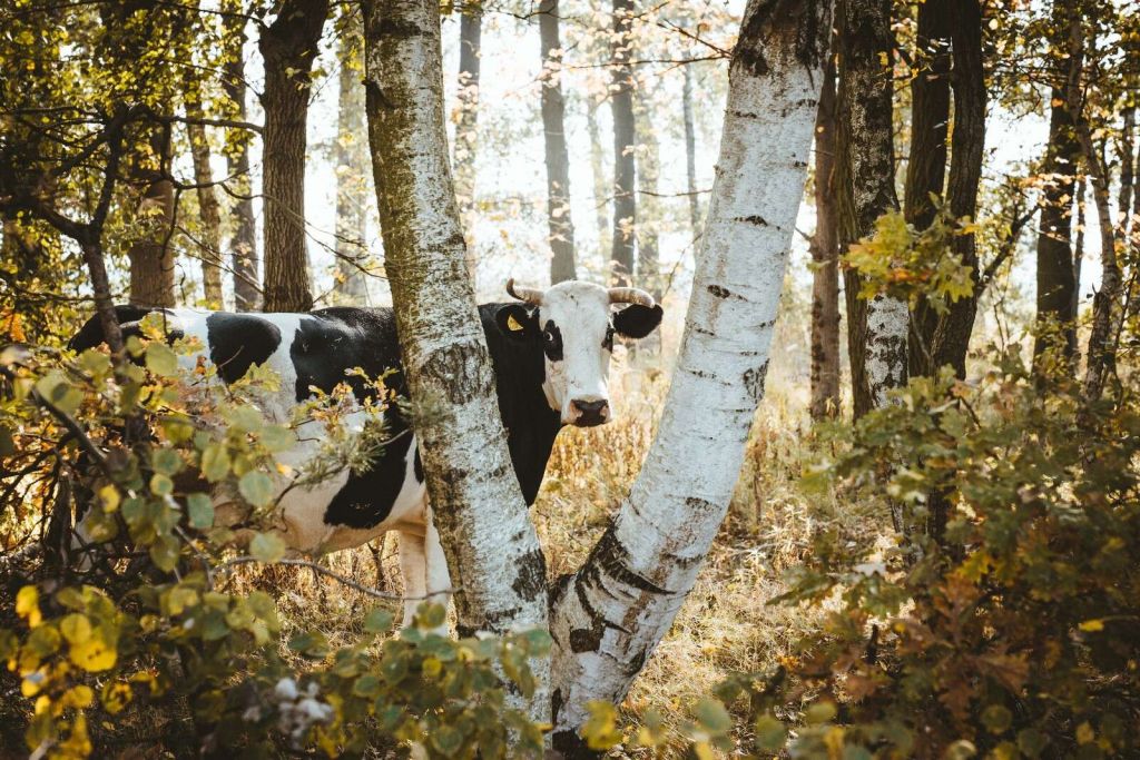 Vaca curiosa en el bosque