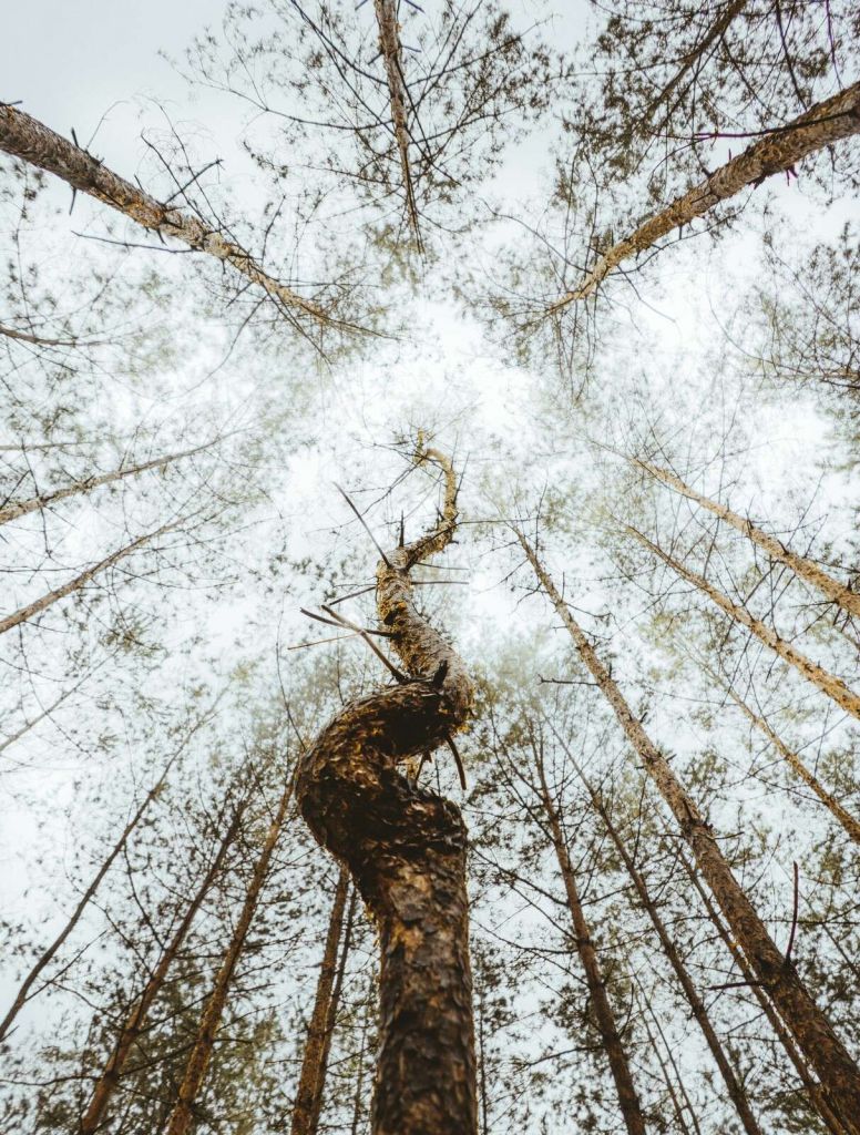 El tronco de árbol danzante