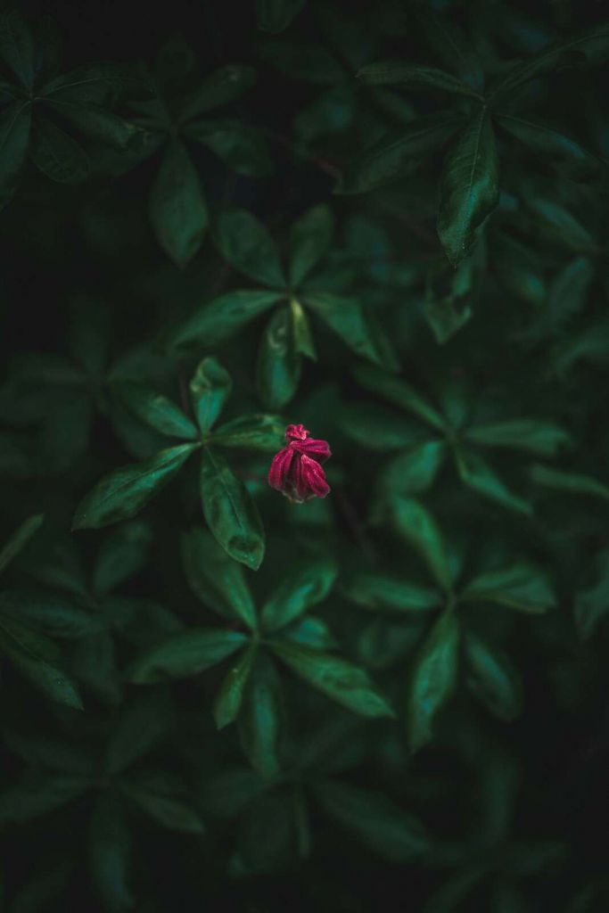 Flor oculta entre hojas