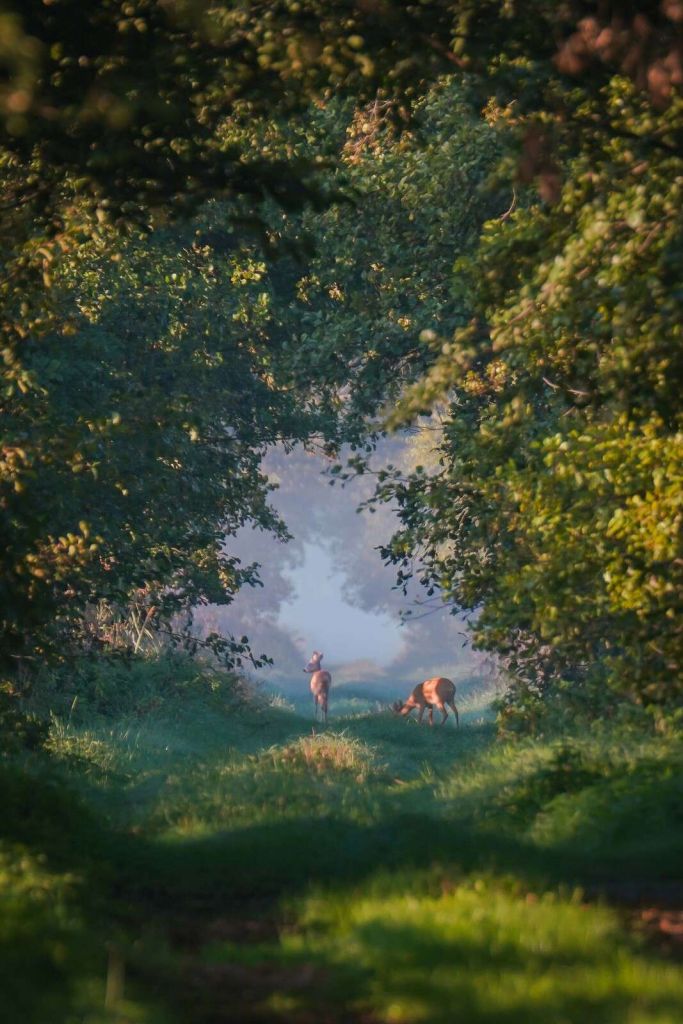 Animales salvajes en la luz de la mañana