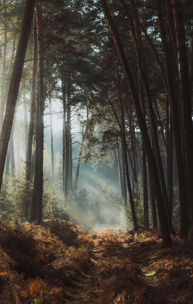 Brillo de otoño en el Bosque Verde
