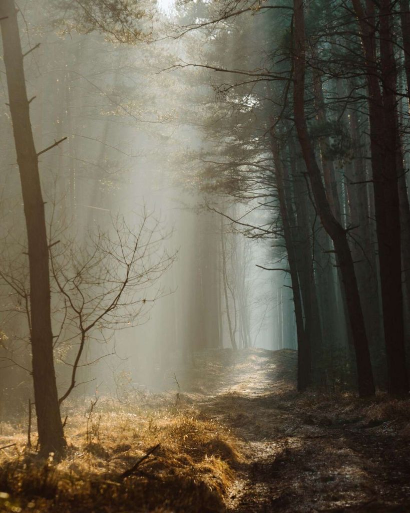 Rayos de luz a través del bosque