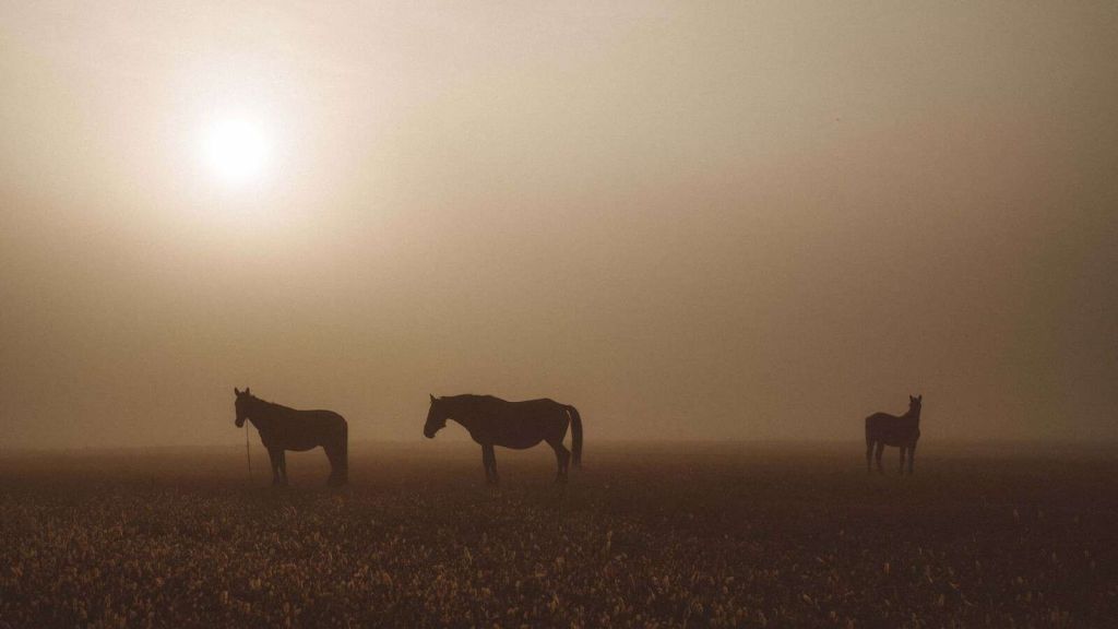 Caballos en el Prado Nebuloso