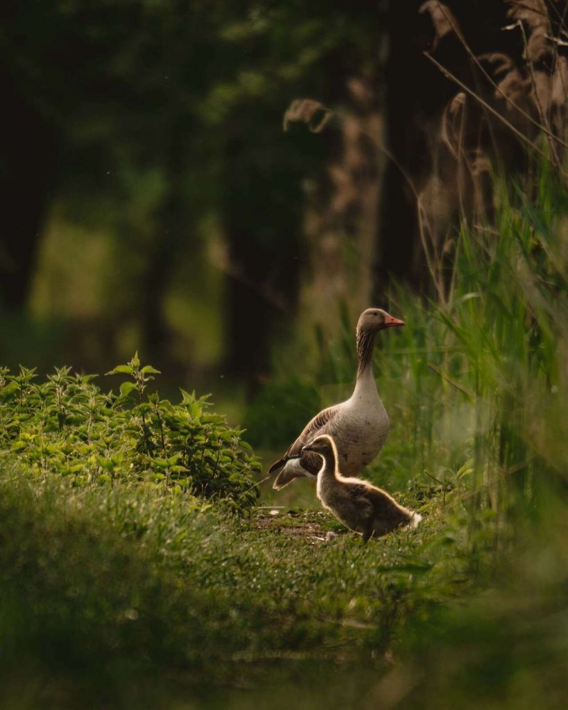 Familia de gansos en el bosque