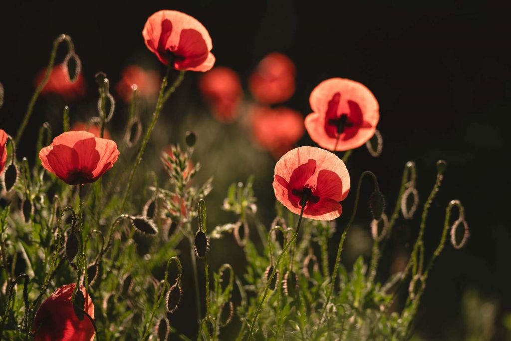 Amapolas danzantes en luz solar