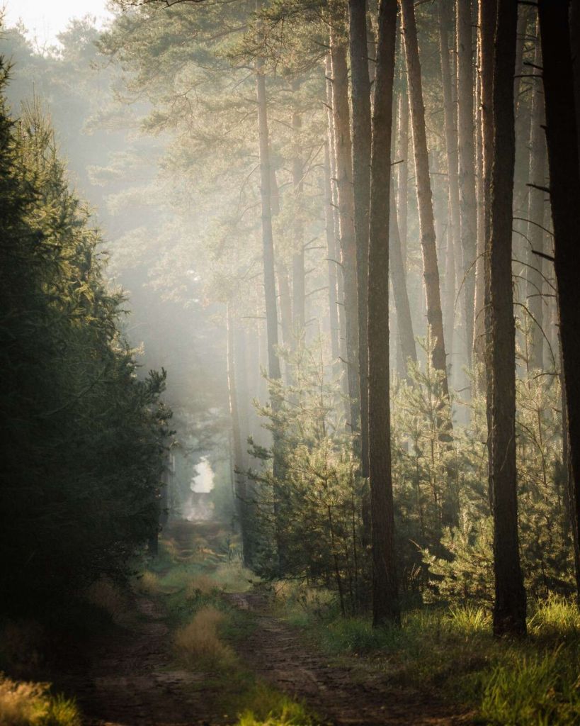 Juego de luces en el bosque de pinos