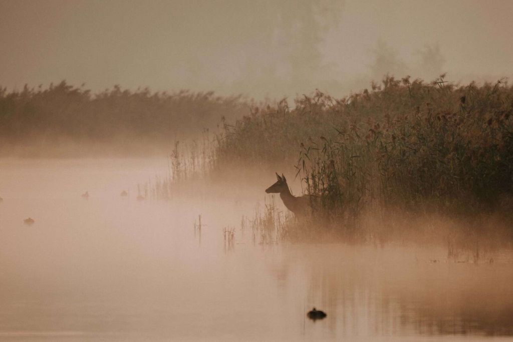 Ree en la niebla de la mañana