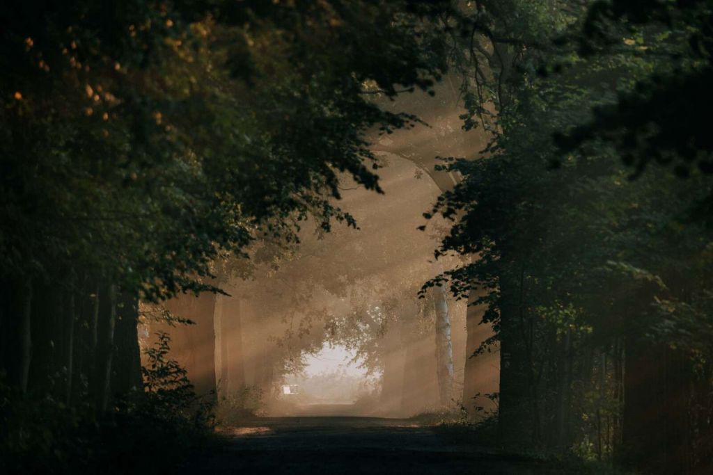 Luz dorada en el bosque