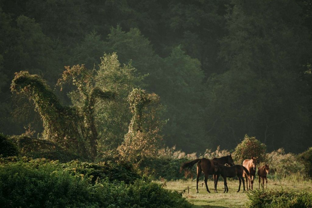 Caballos en el Bosque Encantado