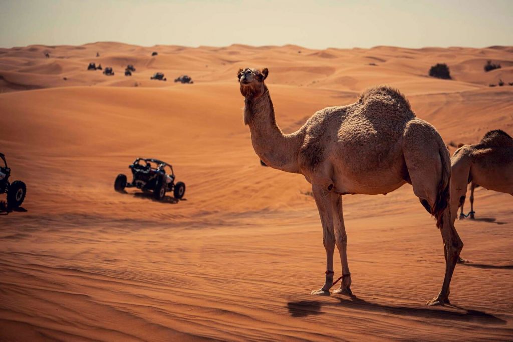 Aventura todoterreno en el desierto