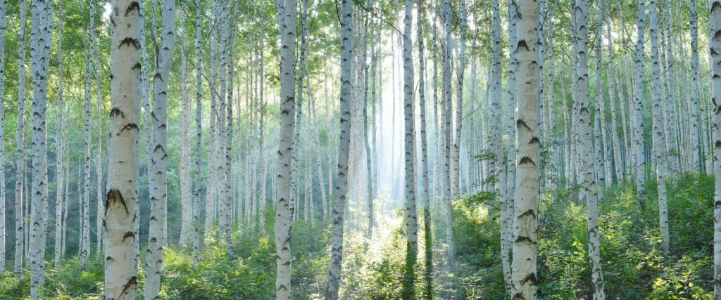 Bosques de abedules en la luz de la mañana