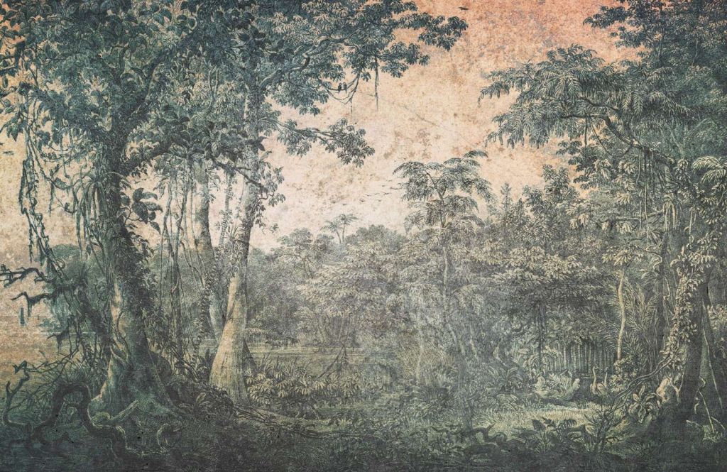 Panorama de selva tropical desgastada