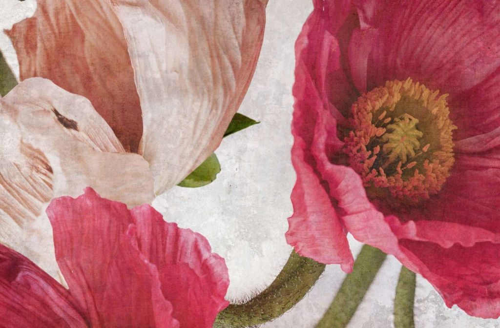 Amapolas en rosa y beige polvo