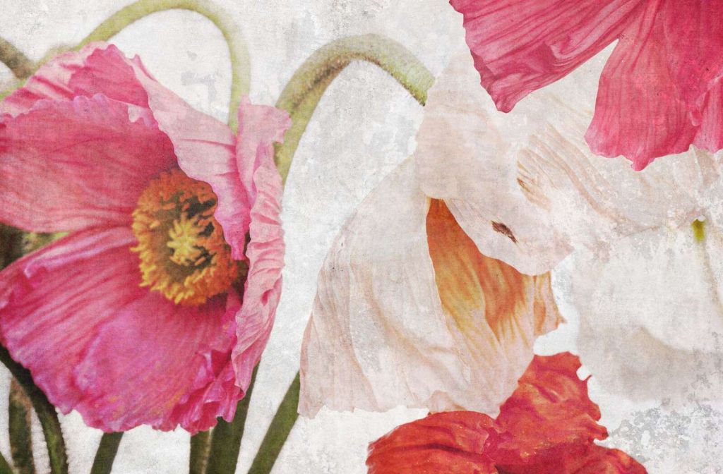 Amapolas danzantes en el aire de verano
