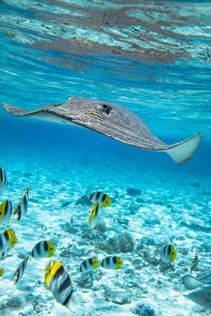 Raya de aguijón entre peces de coral
