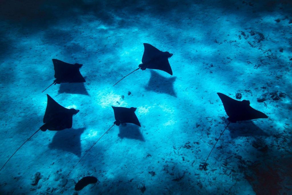 Mantarayas flotando a través de un arrecife azul profundo.