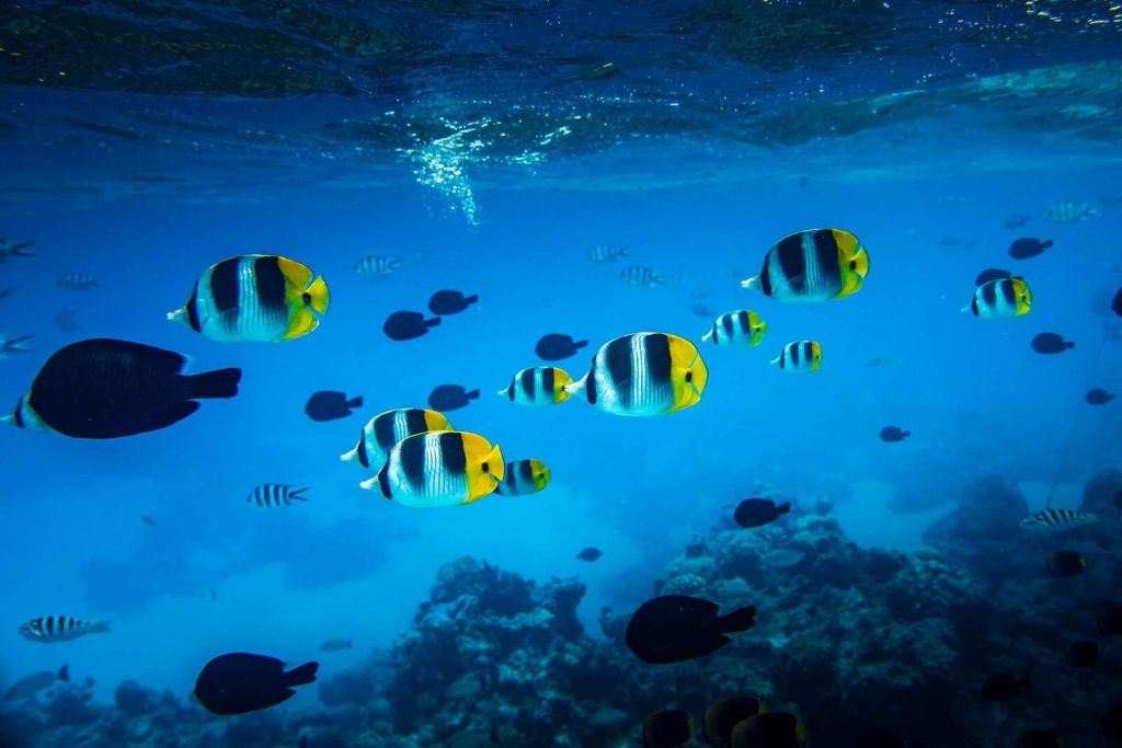 Peces de arrecife tropical en agua azul claro