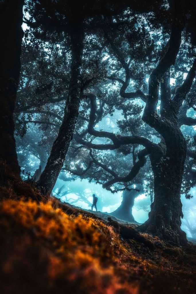 Silueta mística en el bosque de niebla.