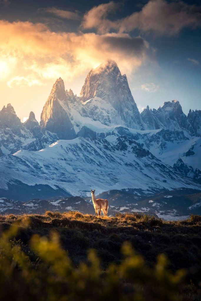 Guanaco frente a las nevadas cumbres de la Patagonia.