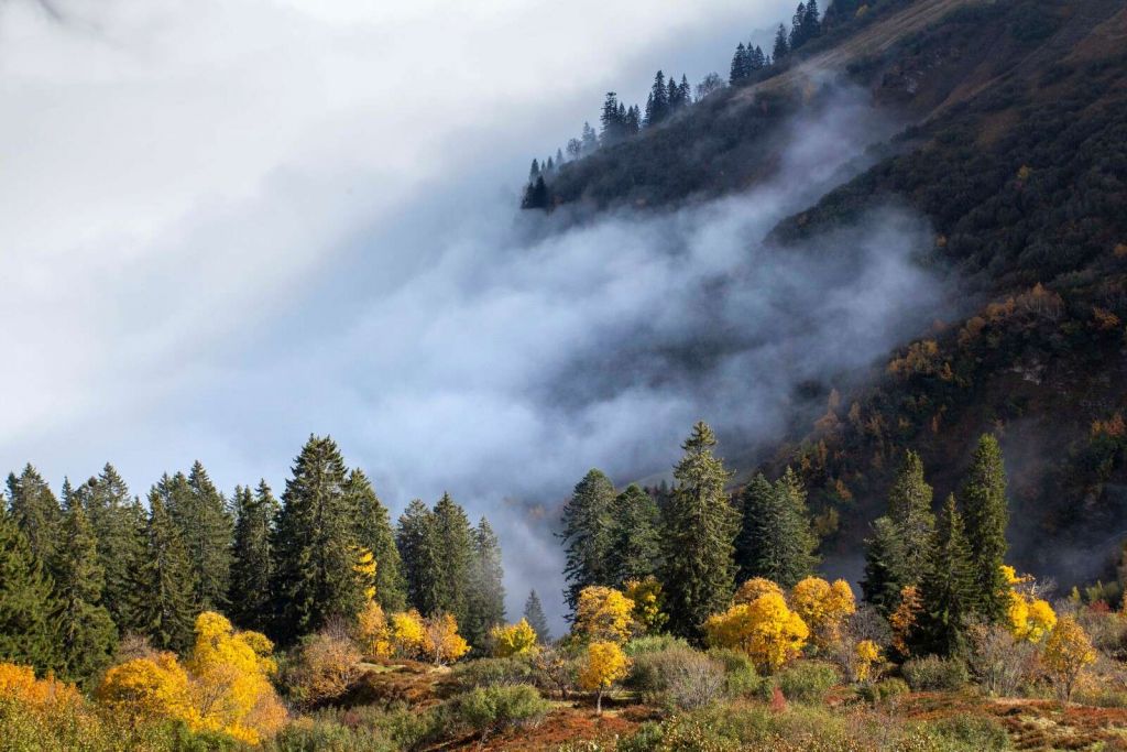 Mañana de otoño en un bosque de montaña brumoso.