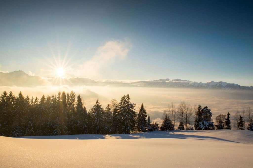 Amanecer sobre un bosque de pinos nevado.