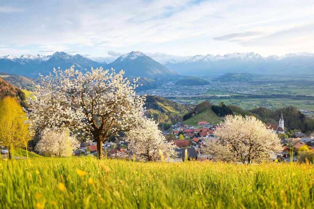 Colinas de flores con vistas a los Alpes.