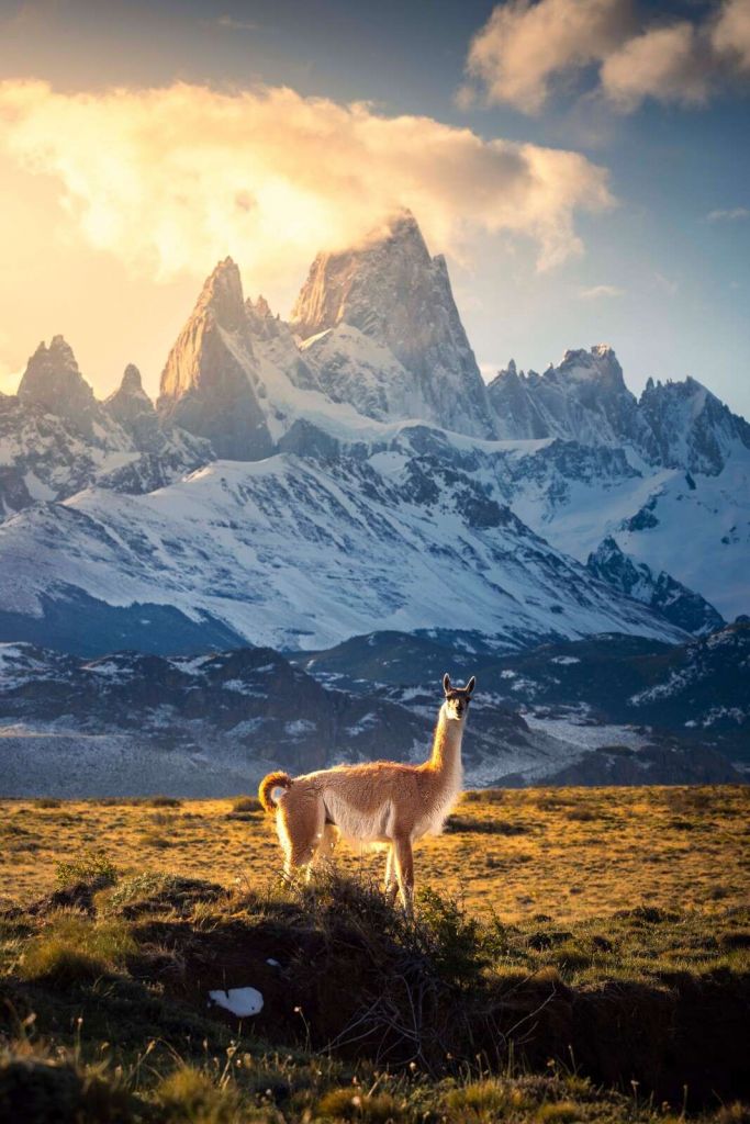 Guanaco en la luz del sol frente a picos de los Andes.